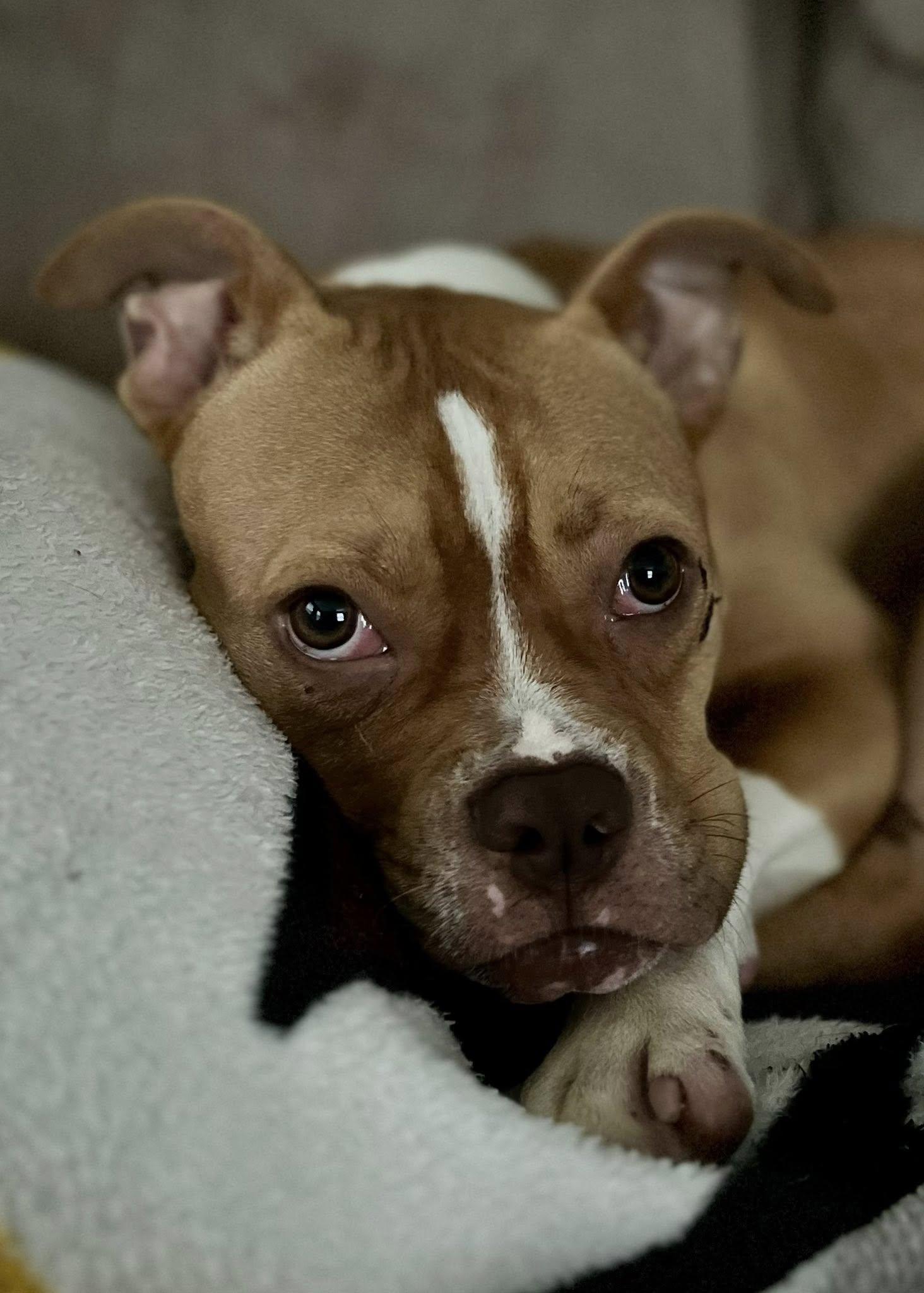 May, a Adoptable American Bulldog in Sunderland, MD image 2/6