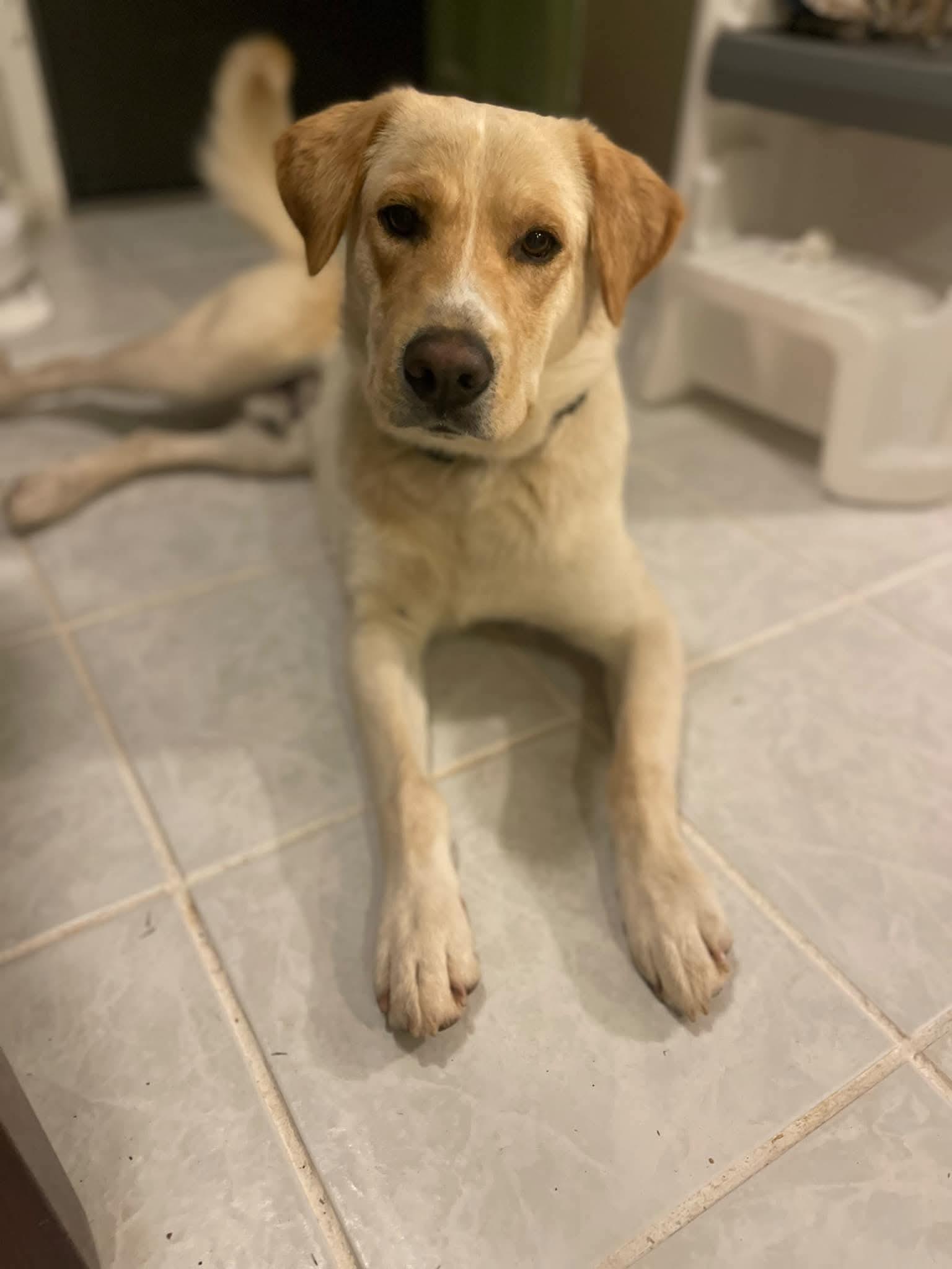 Enlarge Cannon, a Adopted mixed breed in Edmond, OK image 5/6