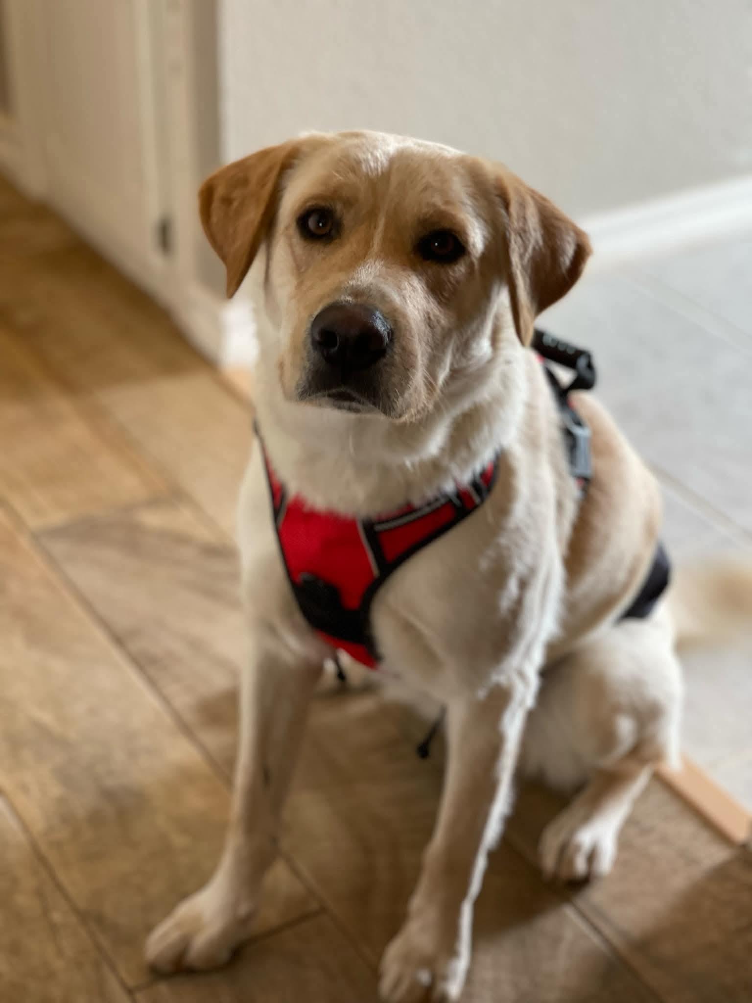 Enlarge Cannon, a Adopted mixed breed in Edmond, OK image 4/6