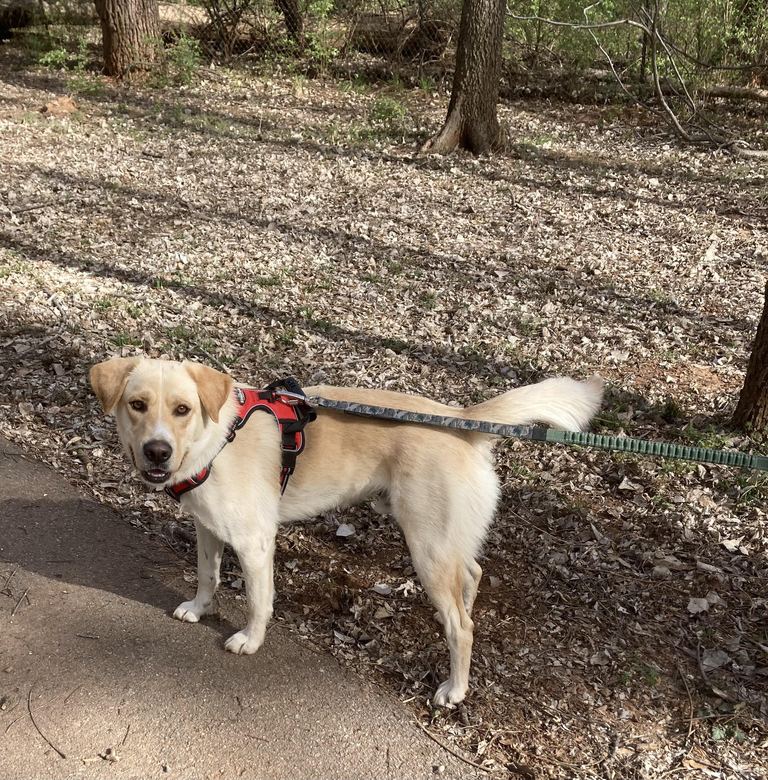 Enlarge Cannon, a Adopted mixed breed in Edmond, OK image 2/6