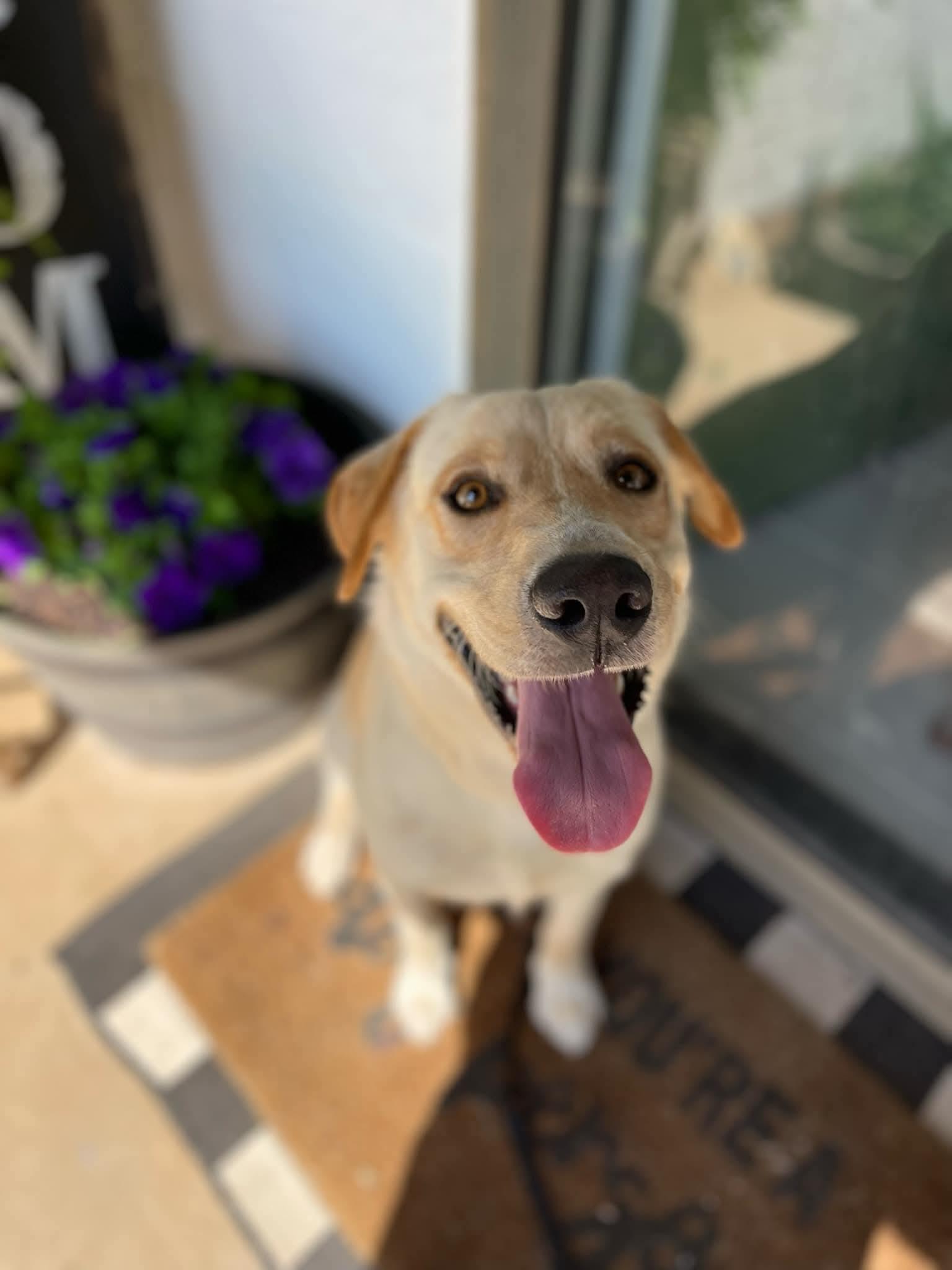 Enlarge Cannon, a Adopted mixed breed in Edmond, OK image 6/6