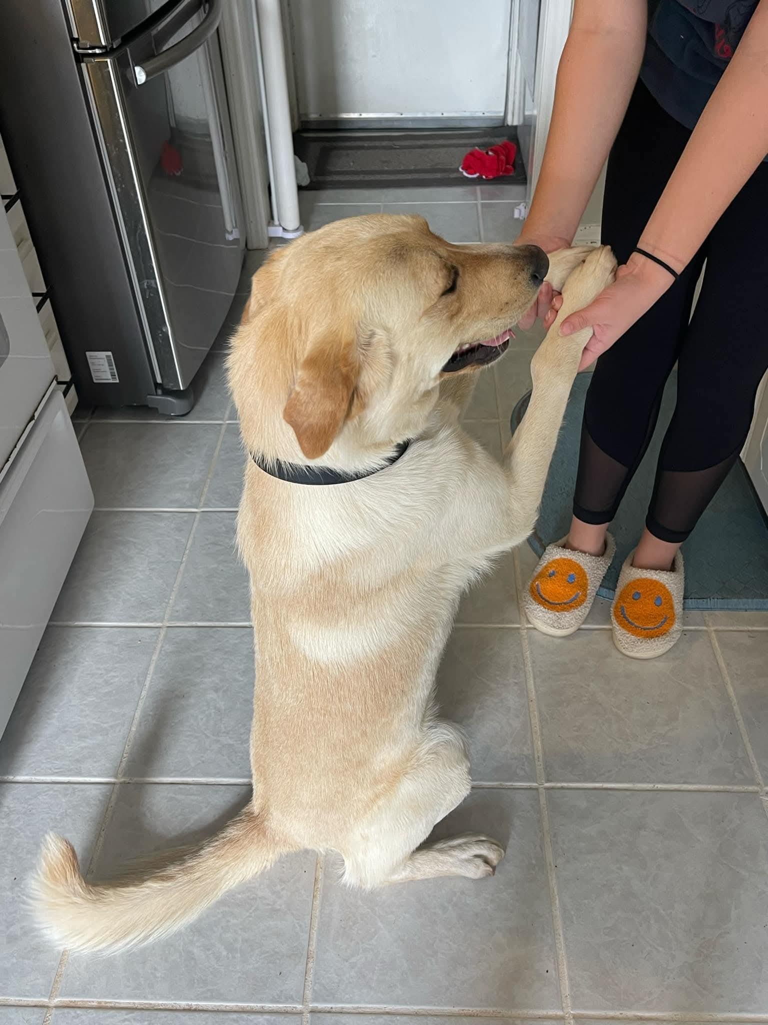 Enlarge Cannon, a Adopted mixed breed in Edmond, OK image 3/6