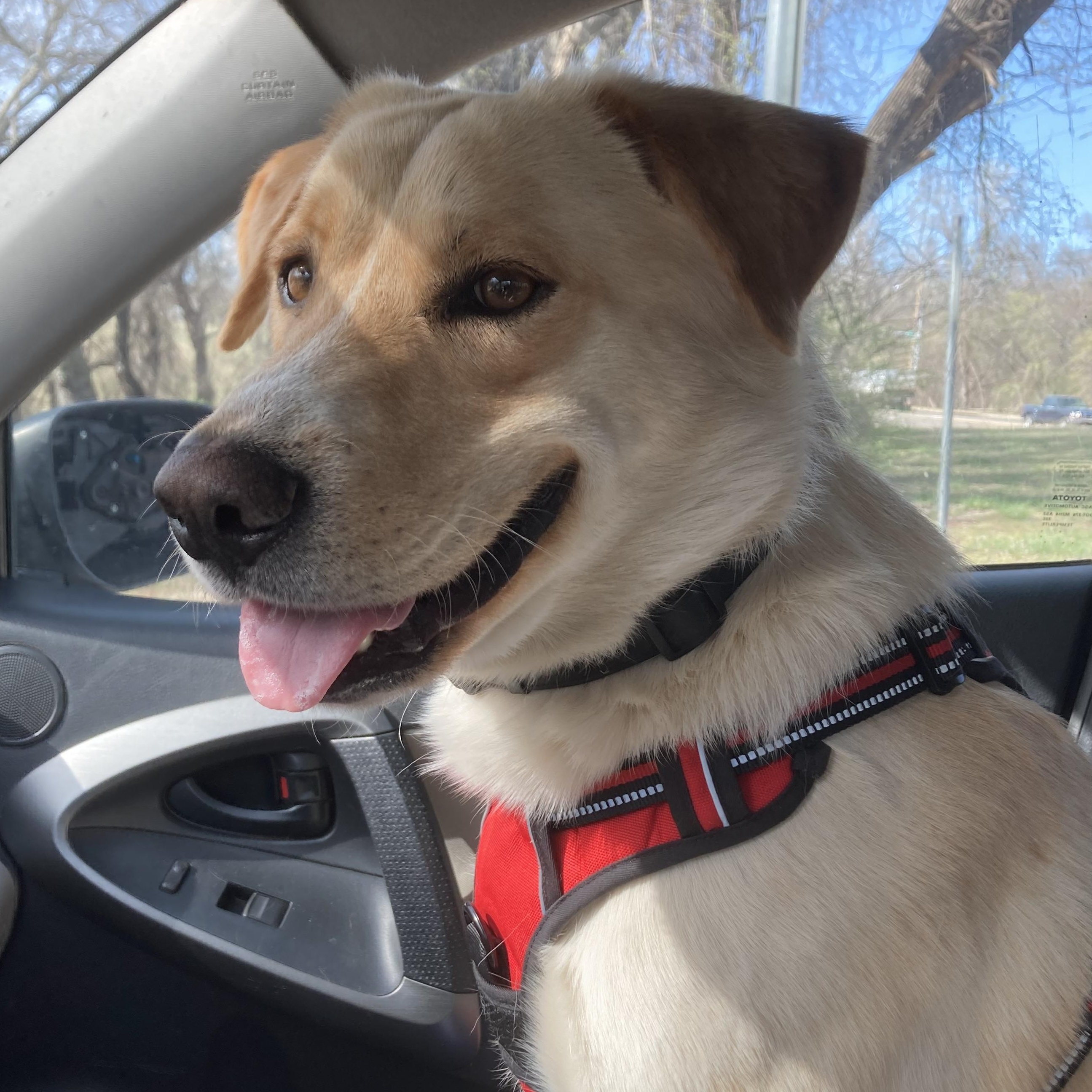 Enlarge Cannon, a Adopted mixed breed in Edmond, OK image 1/6