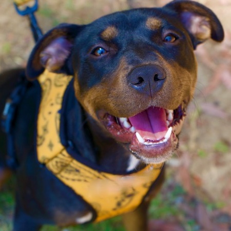 Enlarge Kiddo, a Adopted mixed breed in Woodland Hills, CA image 1/5