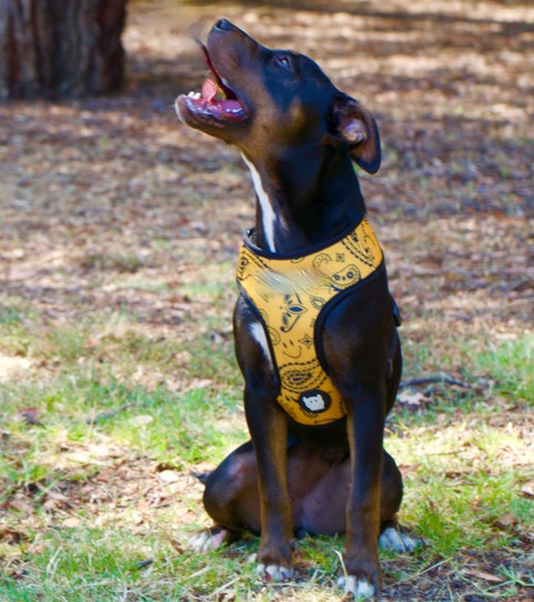 Enlarge Kiddo, a Adopted mixed breed in Woodland Hills, CA image 4/5