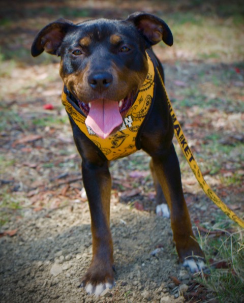 Enlarge Kiddo, a Adopted mixed breed in Woodland Hills, CA image 2/5
