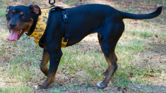 Enlarge Kiddo, a Adopted mixed breed in Woodland Hills, CA image 3/5