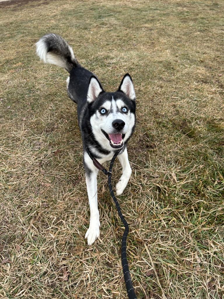 Tex, Adoptable, Young Male Husky.