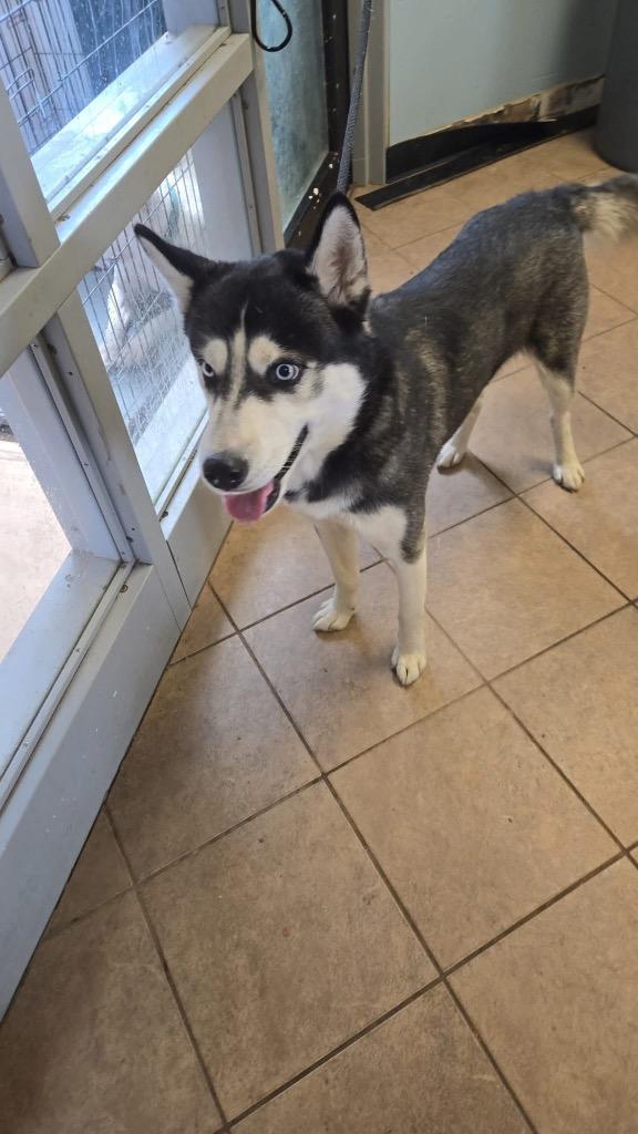 Enlarge Tex, a Adoptable Husky in Marion, OH image 2/2