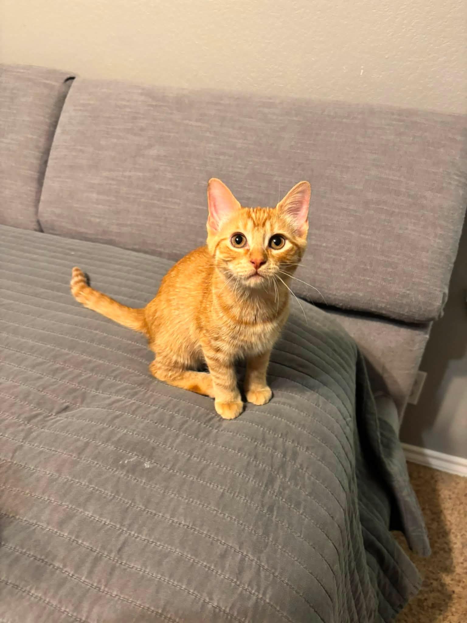 Cheeto, a ADOPTABLE Domestic Short Hair in Midland, TX image 2/2