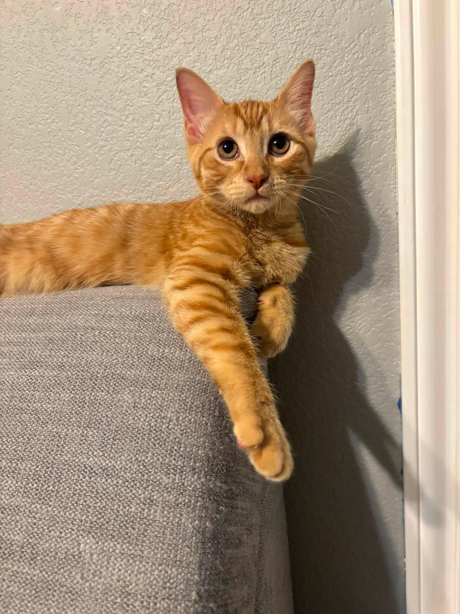 Cheeto, ADOPTABLE, Young Male Domestic Short Hair.