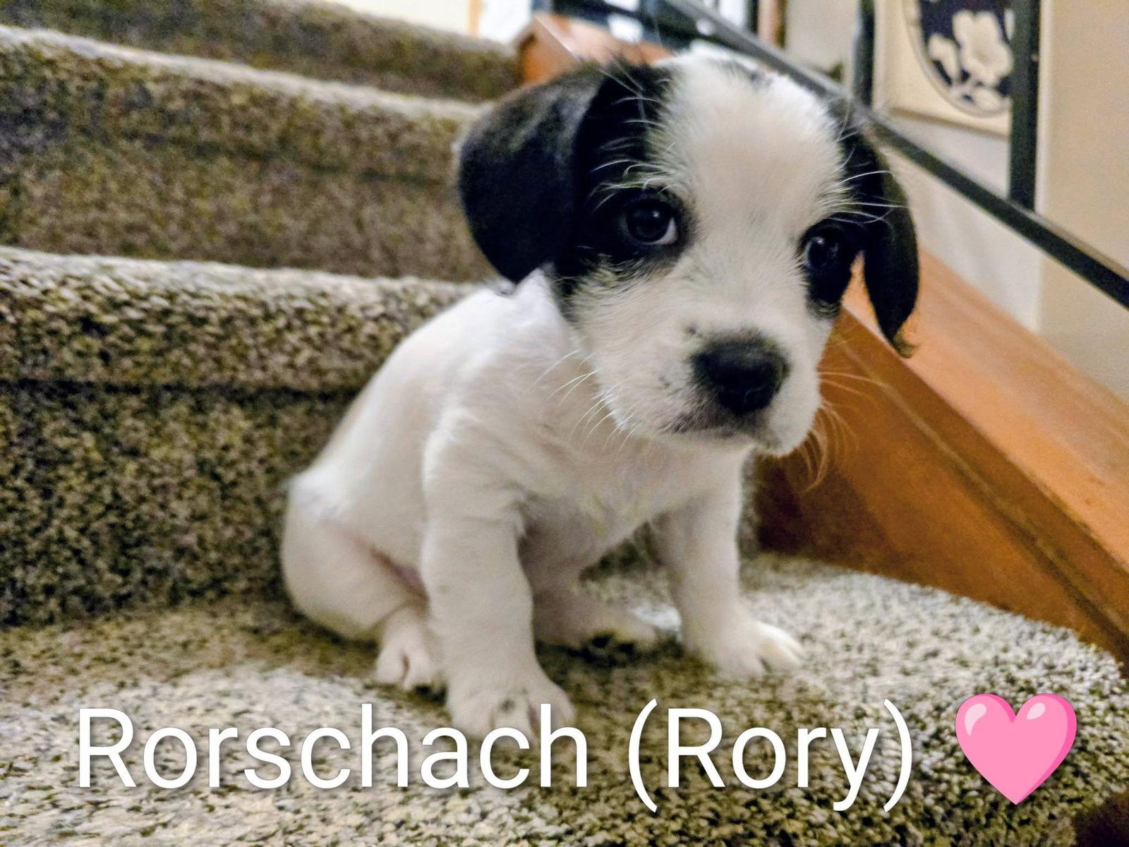 Pippin's Puppies  Rorschach
