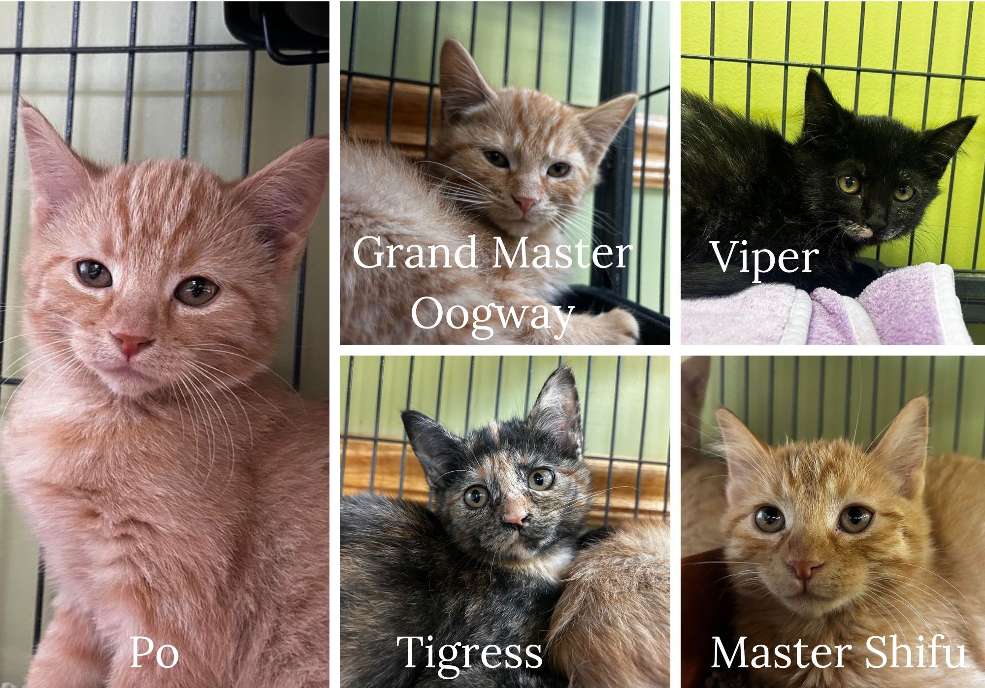 Cat for adoption Po, Master Shifu, and Viper, a Domestic Medium Hair