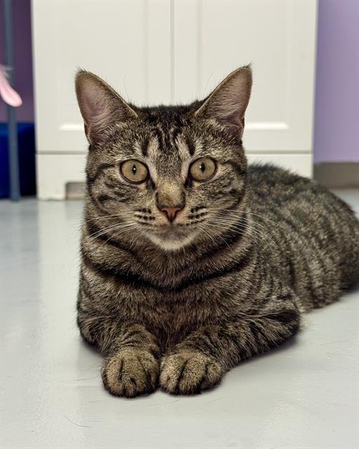 DRIZELLA, Adoptable, Young Female Domestic Short Hair.
