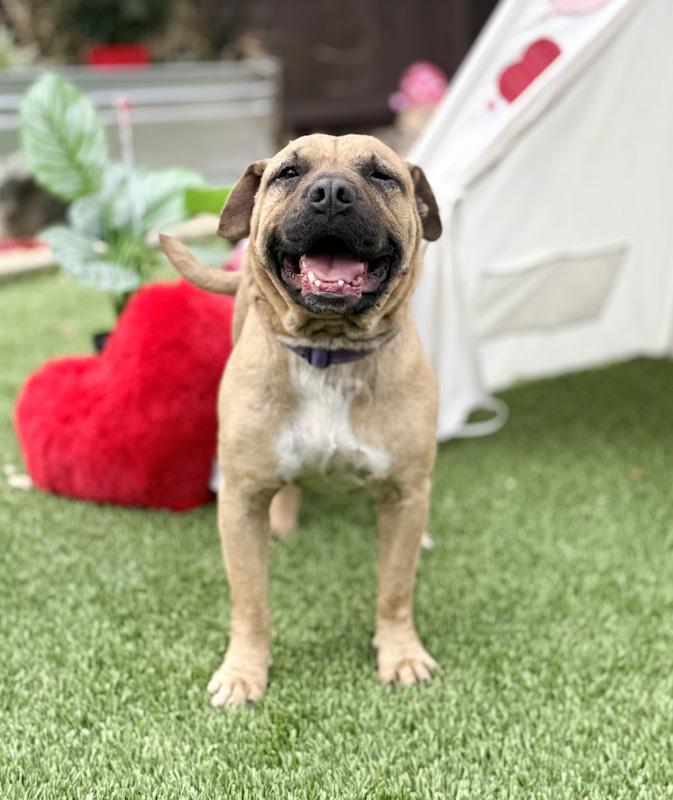 Freedom, a ADOPTABLE mixed breed in Southport, CT image 4/6