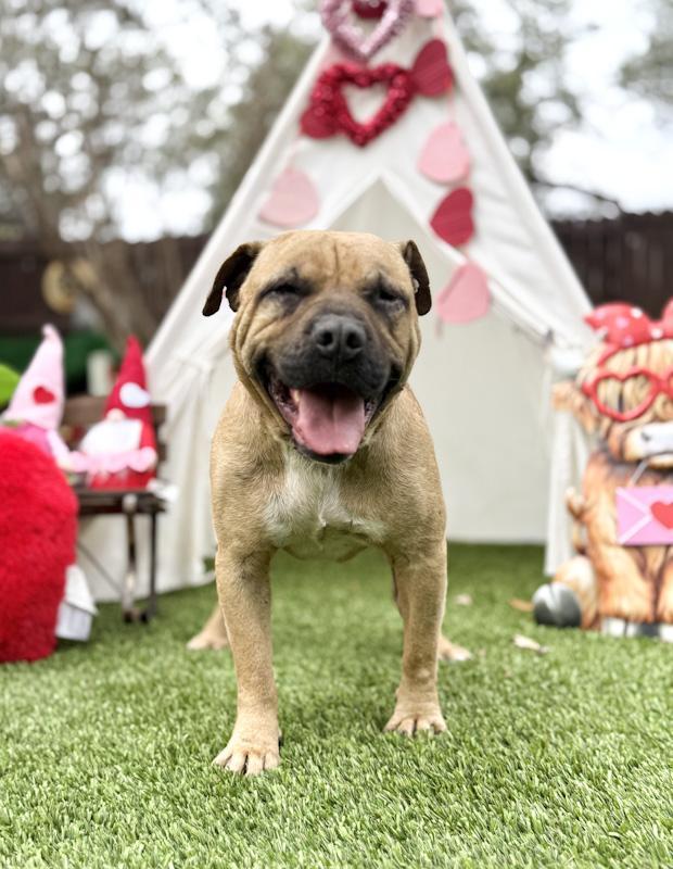 Freedom, a ADOPTABLE mixed breed in Southport, CT image 5/6