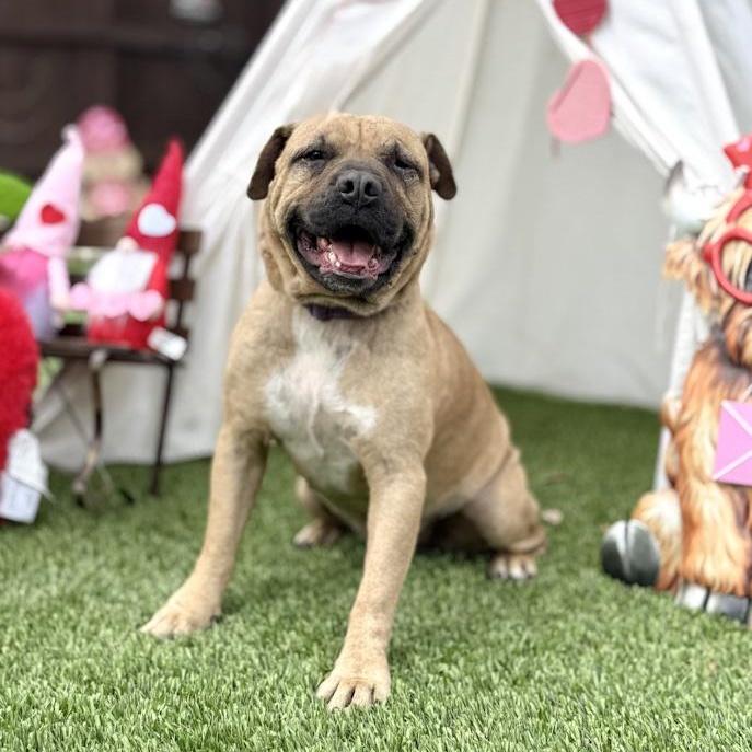 Freedom, a ADOPTABLE mixed breed in Southport, CT image 2/6