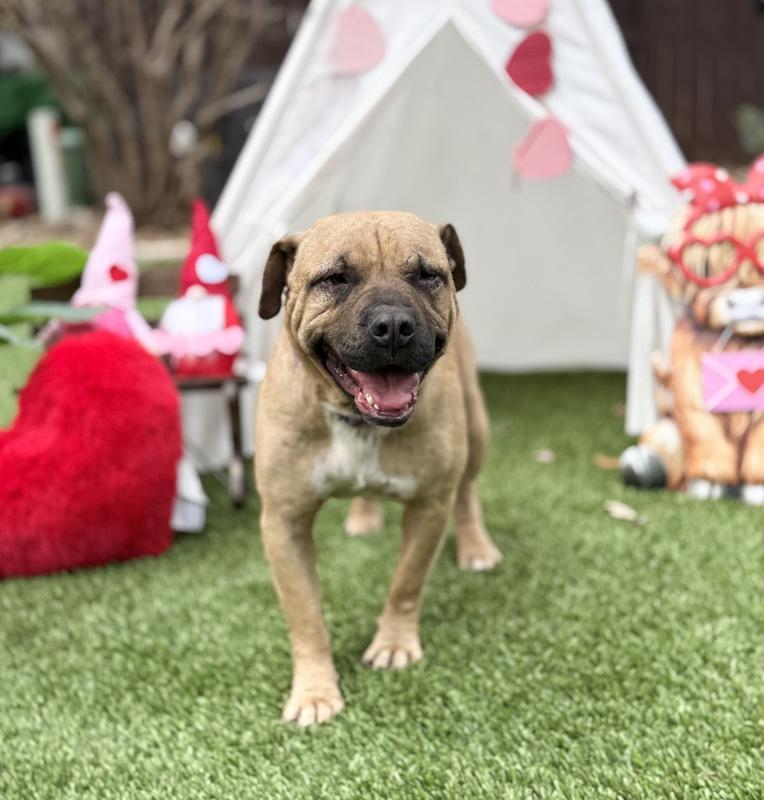 Freedom, a ADOPTABLE mixed breed in Southport, CT image 6/6