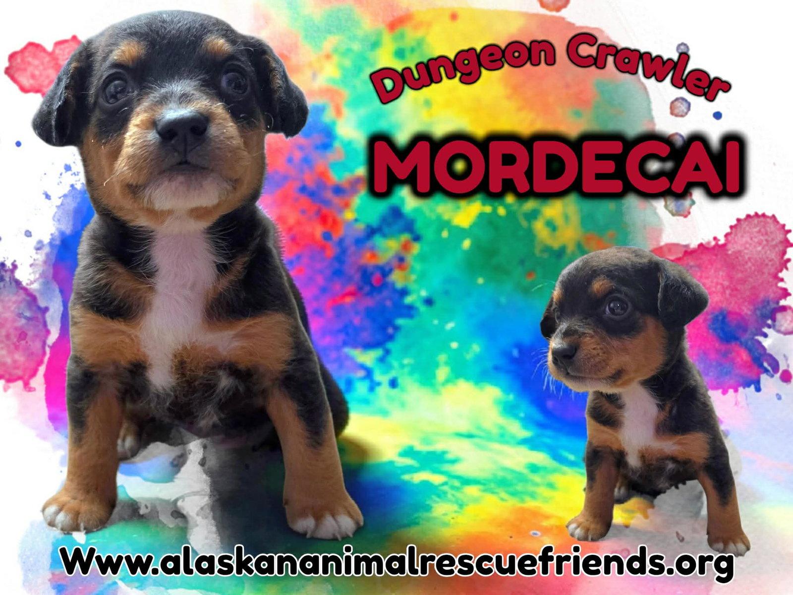 Dungeon Crawler - Mordecai, Adopted, Puppy Male Corgi.
