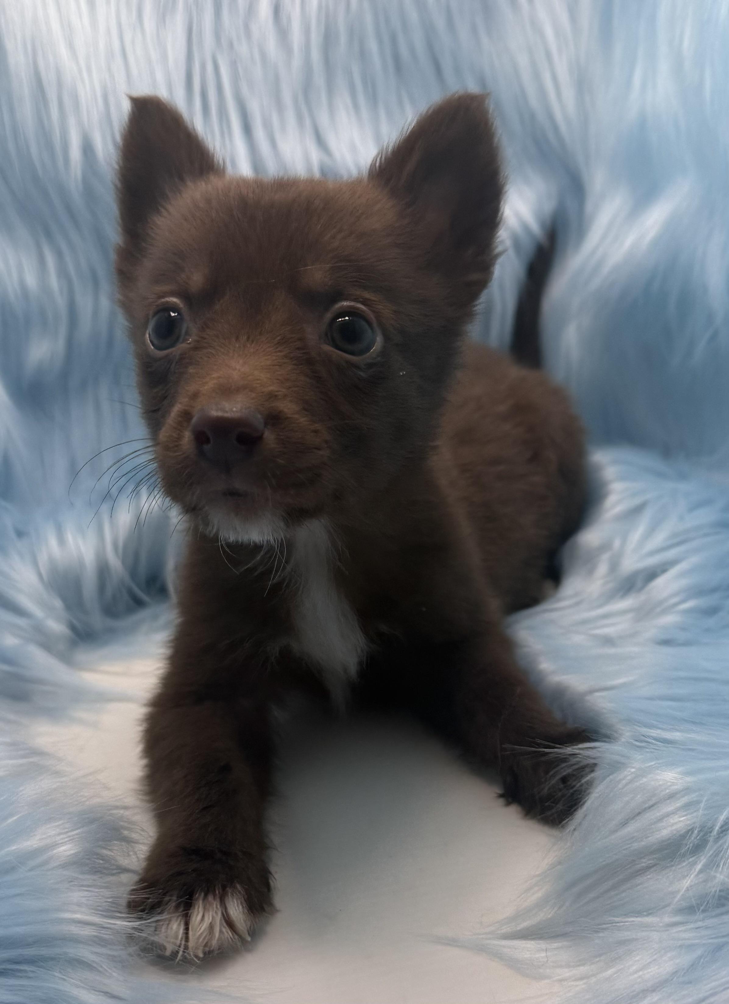 Enlarge Gogo, a Adoptable Border Collie in Poway, CA image 1/1