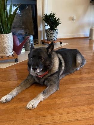 Enlarge Shallah - in foster!, a Adoptable mixed breed in Fairfax, VA image 1/3