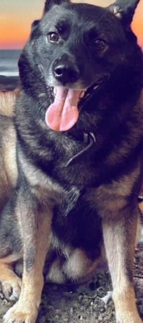 Shallah - in foster!, Adoptable, Adult Male Mixed Breed.