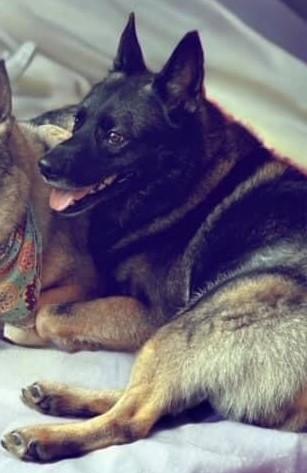 Enlarge Shallah - in foster!, a Adoptable mixed breed in Fairfax, VA image 3/3