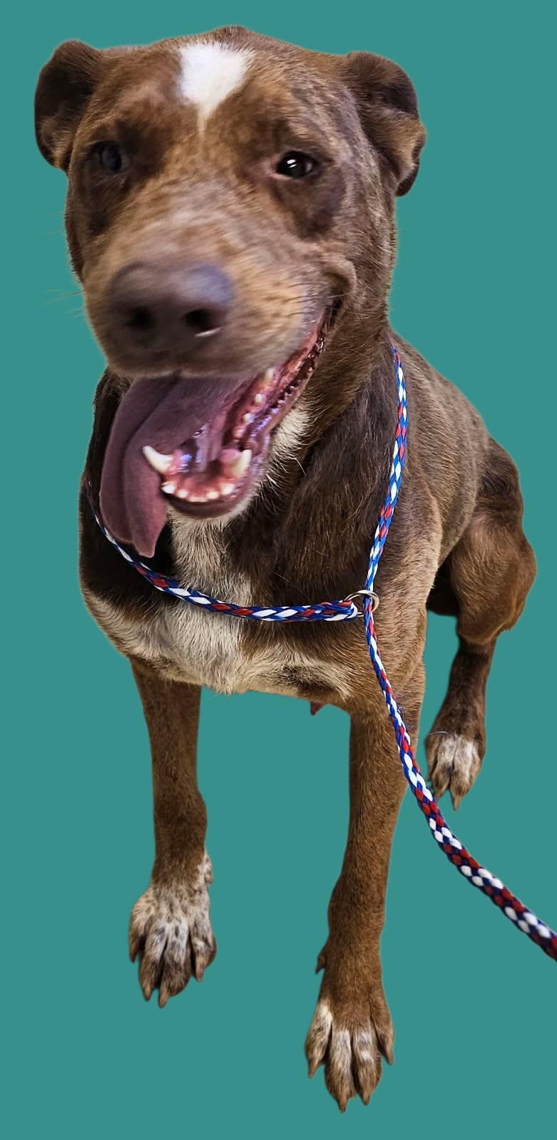 Enlarge Jasper, a Adoptable Catahoula Leopard Dog in New Castle, IN image 1/1