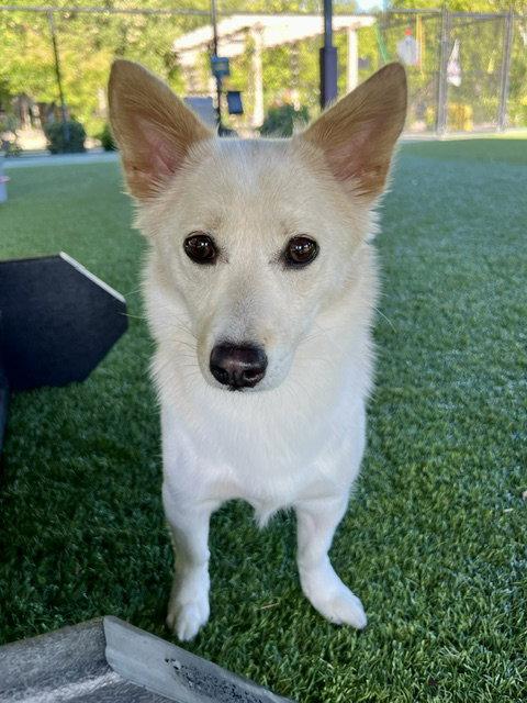 BAMBI, Adoptable, Young Female Corgi & Jindo.