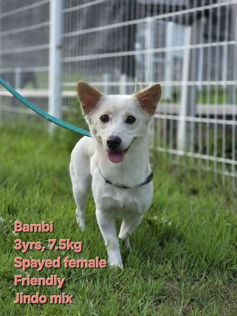 Enlarge BAMBI, a Adoptable mixed breed in Agoura Hills, CA image 1/1