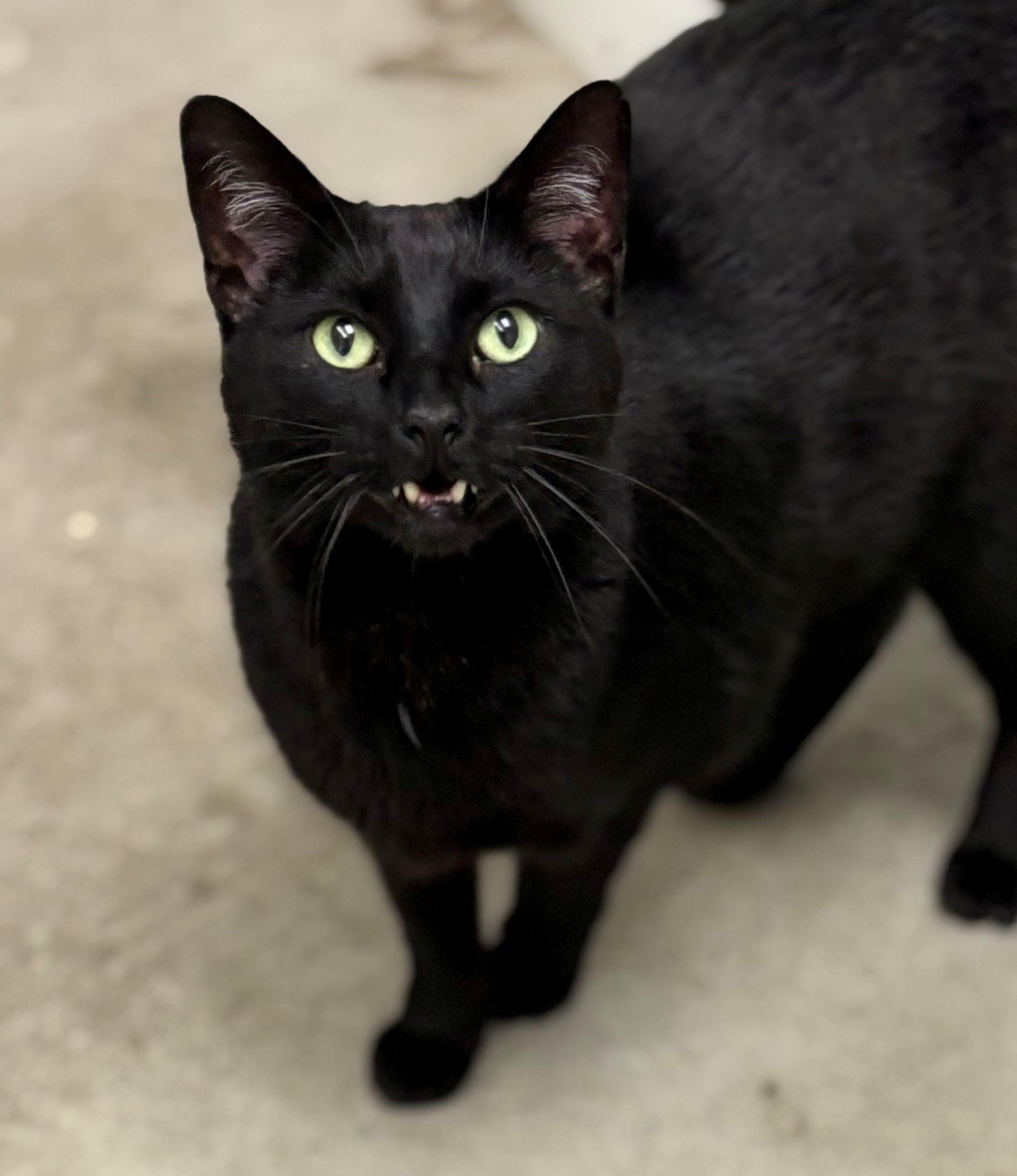 Bagheera, ADOPTABLE, Adult Male Domestic Short Hair.