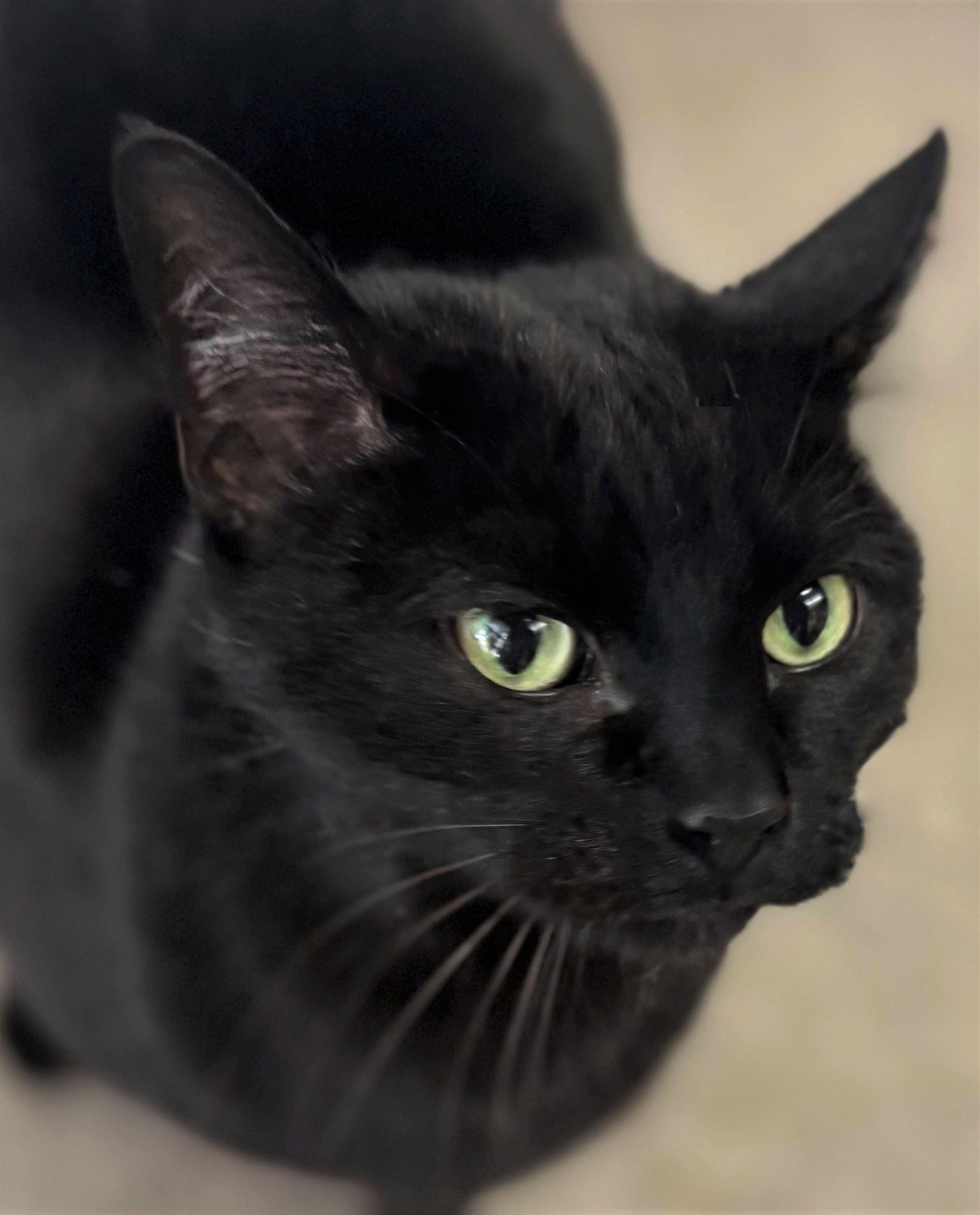 Enlarge Bagheera, a ADOPTABLE Domestic Short Hair in Iowa City, IA image 2/2