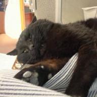 Sparrow, Adoptable, Senior Male Domestic Medium Hair.