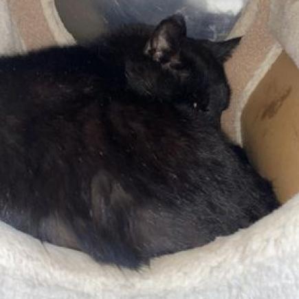 Enlarge Sparrow, a Adoptable Domestic Medium Hair in Buffalo, WY image 3/6