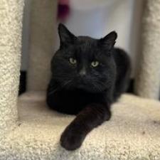 Enlarge Sparrow, a Adoptable Domestic Medium Hair in Buffalo, WY image 4/6