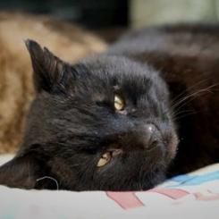 Enlarge Sparrow, a Adoptable Domestic Medium Hair in Buffalo, WY image 5/6