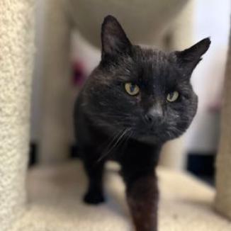 Enlarge Sparrow, a Adoptable Domestic Medium Hair in Buffalo, WY image 6/6