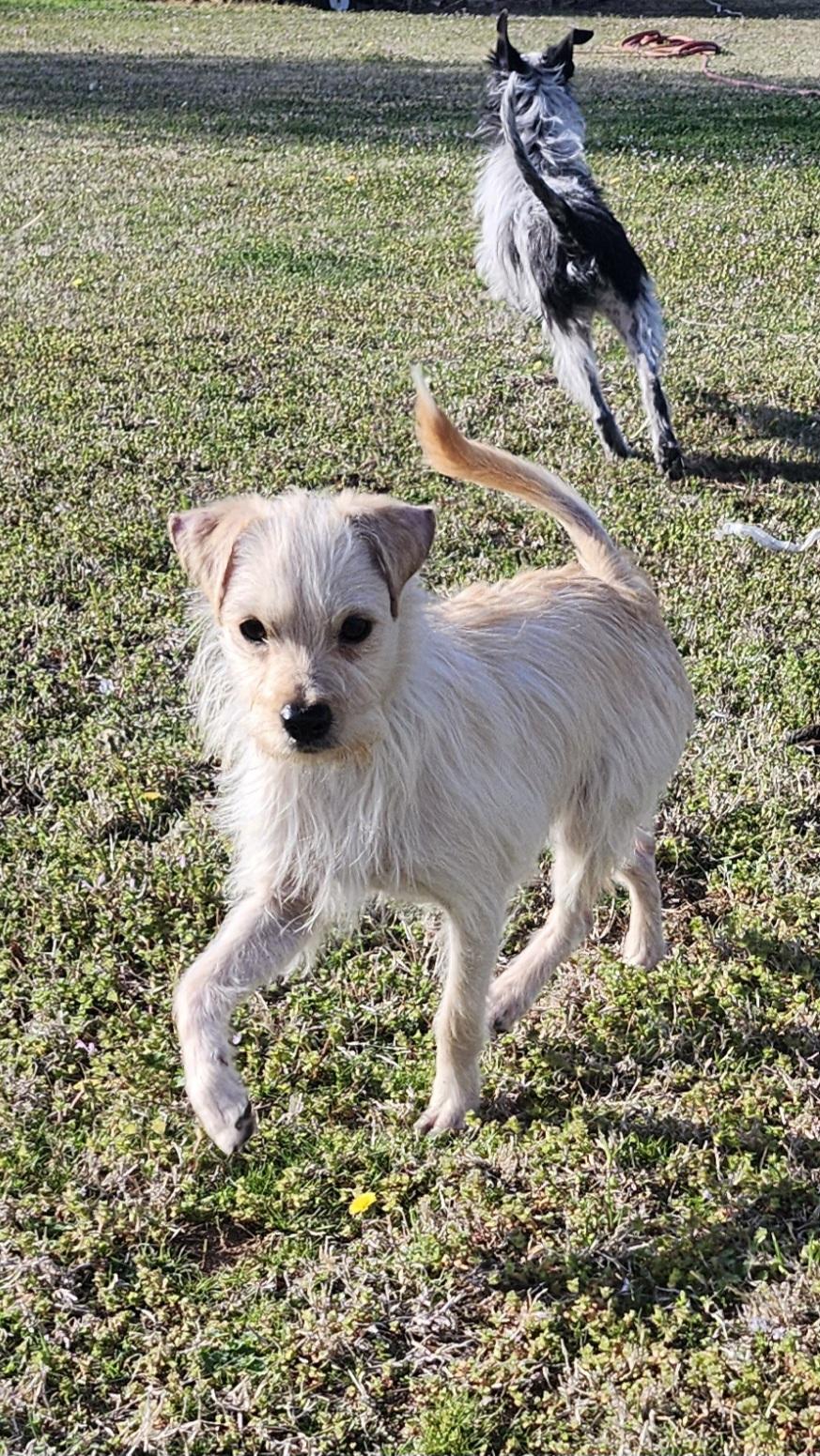 Lila, Adoptable, Young Female Terrier.