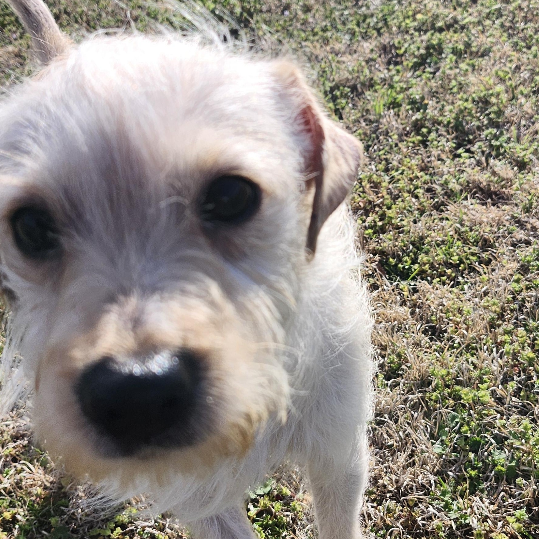 Enlarge Lila, a Adoptable mixed breed in Tuttle, OK image 2/3