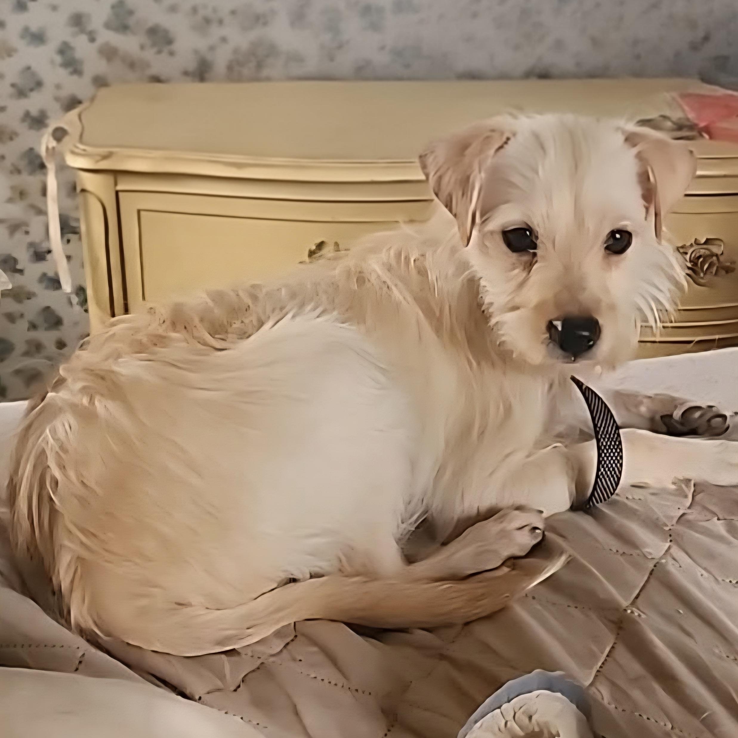 Enlarge Lila, a Adoptable mixed breed in Tuttle, OK image 3/3