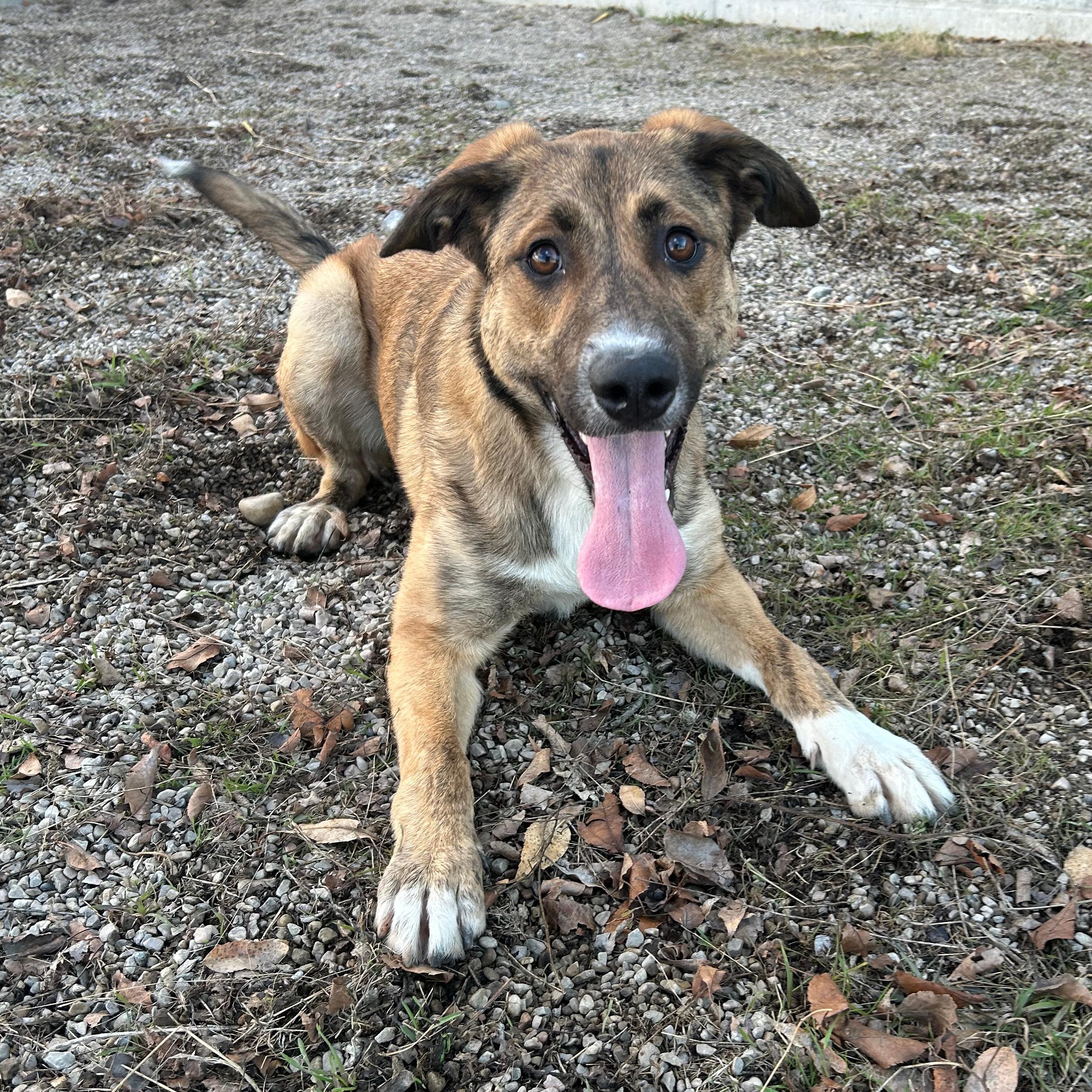 Enlarge Gina, a ADOPTABLE Mixed Breed in Lindon, UT image 2/5