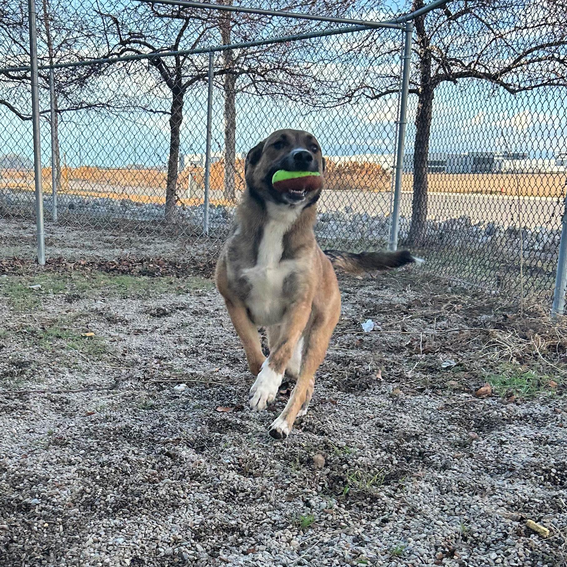 Enlarge Gina, a ADOPTABLE Mixed Breed in Lindon, UT image 3/5