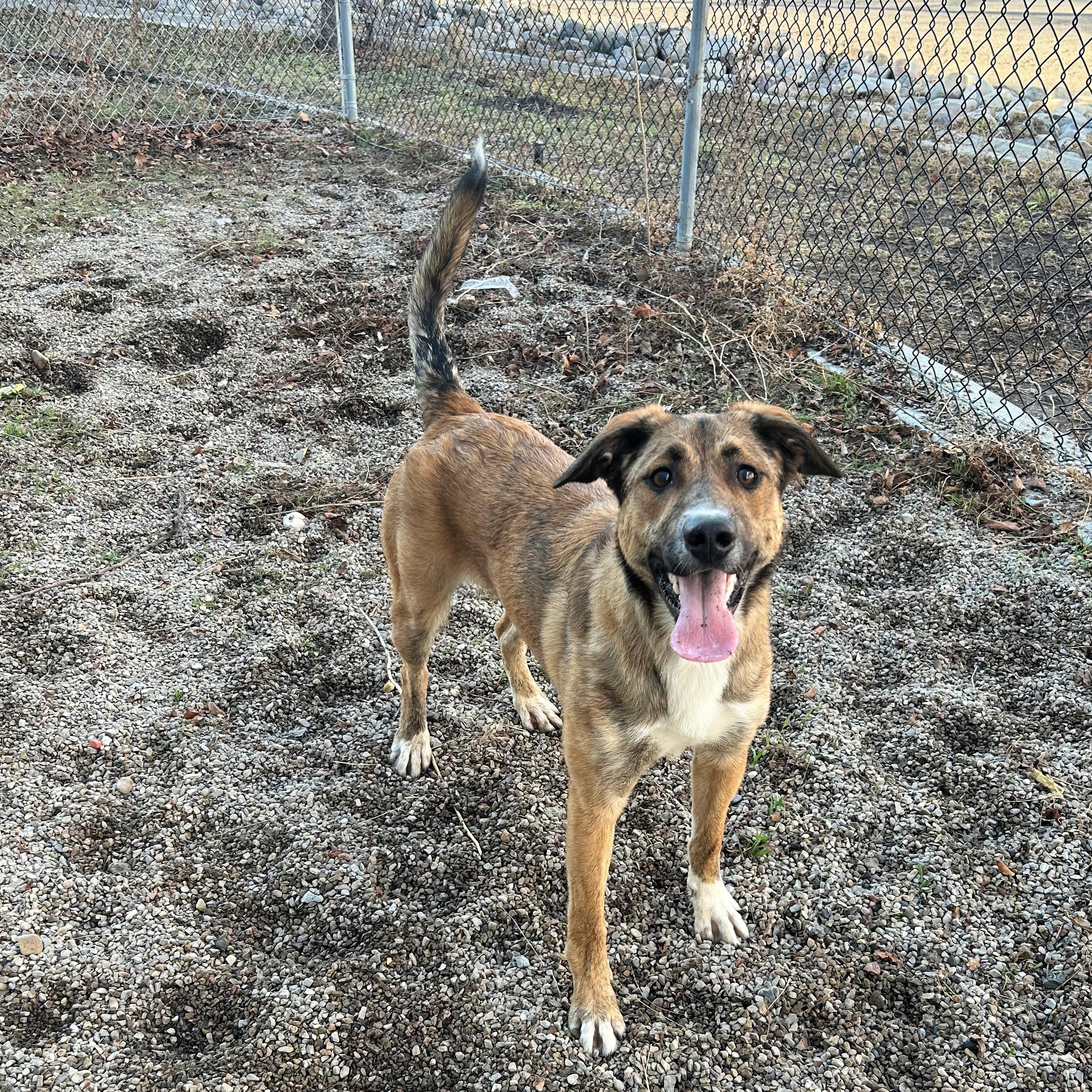 Enlarge Gina, a ADOPTABLE Mixed Breed in Lindon, UT image 4/5