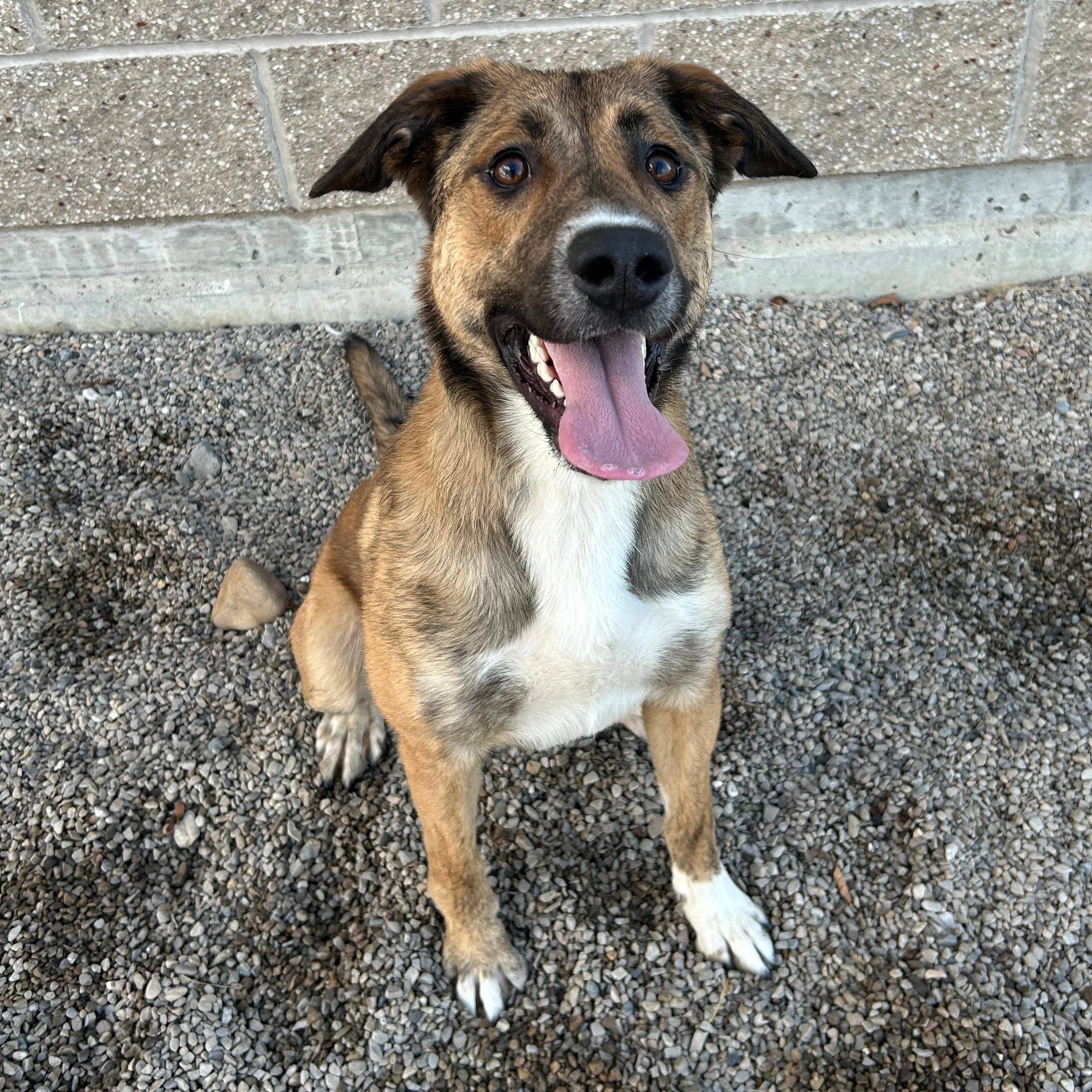 Enlarge Gina, a ADOPTABLE Mixed Breed in Lindon, UT image 5/5