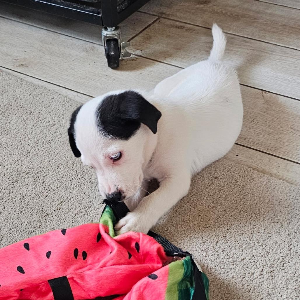 Iris C-34358, Adoptable, Puppy Female Mixed Breed.