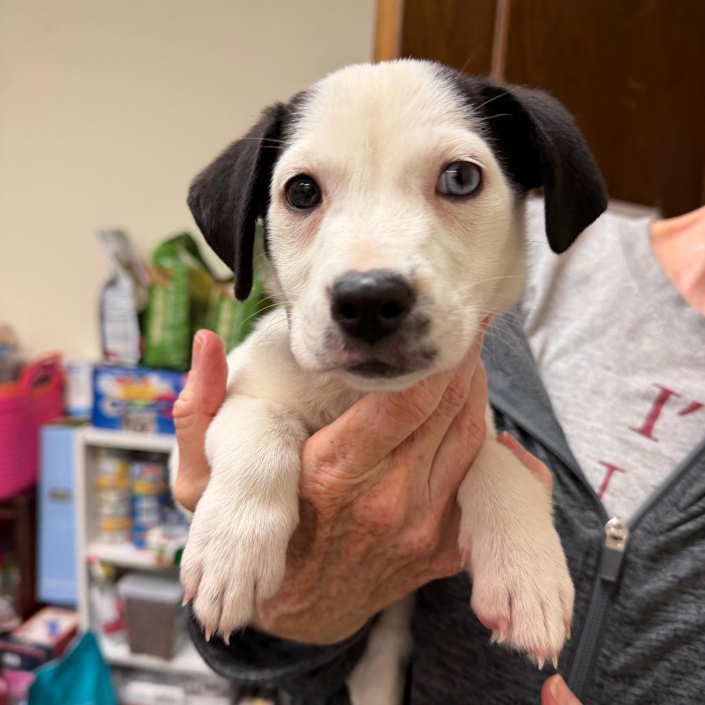 Iris C-34358, a Adoptable Mixed Breed in Oklahoma City, OK image 2/5