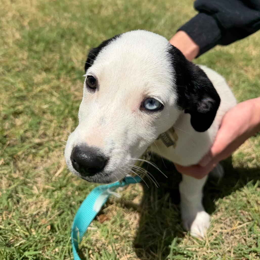 Iris C-34358, a Adoptable mixed breed in Oklahoma City, OK image 3/6