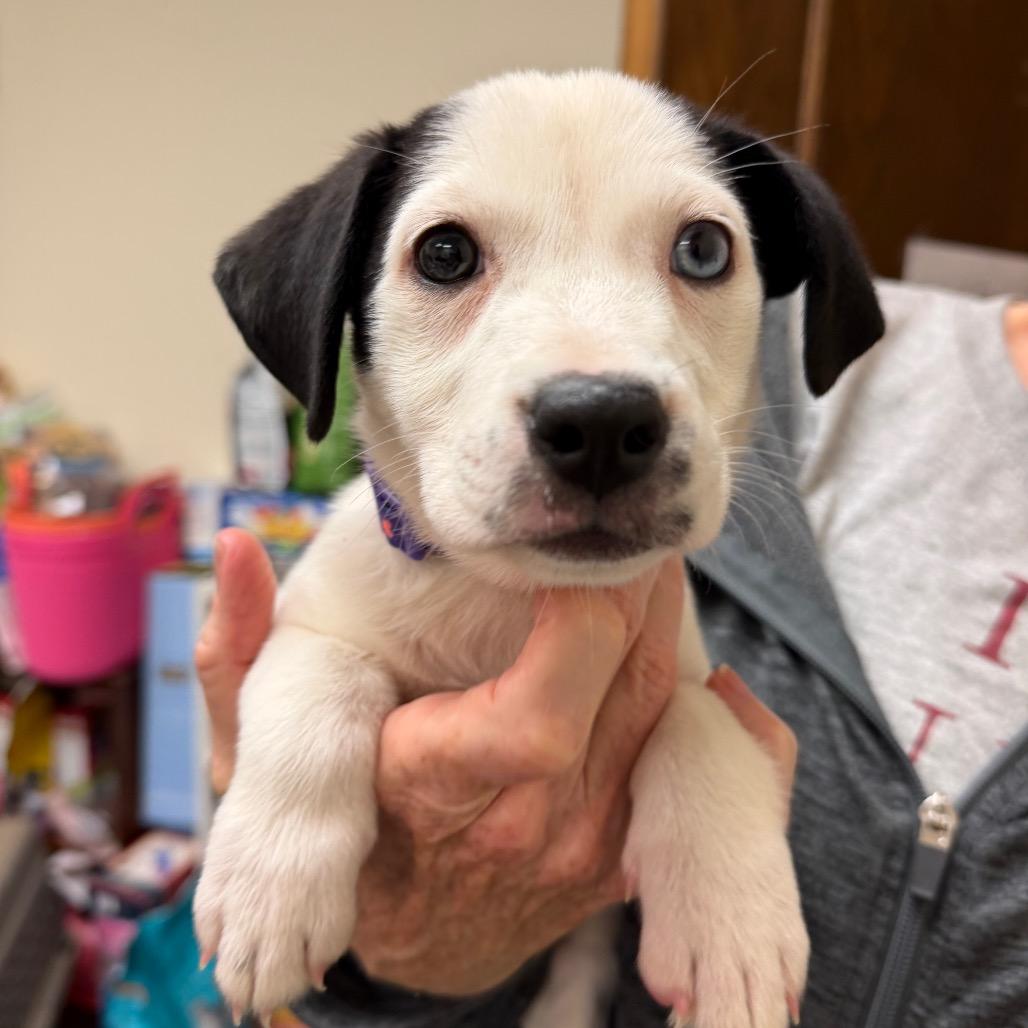Iris C-34358, a Adoptable Mixed Breed in Oklahoma City, OK image 5/5