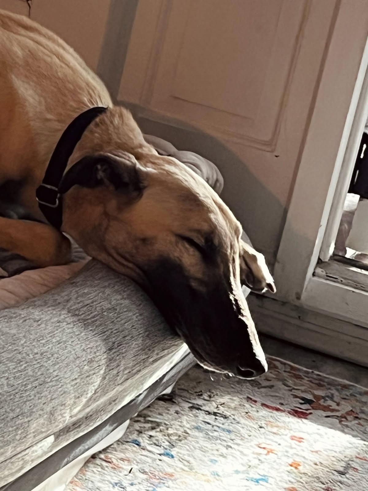 Enlarge Keep A Lid On It - Pending, an adopted Greyhound in Allentown, PA image 1/1