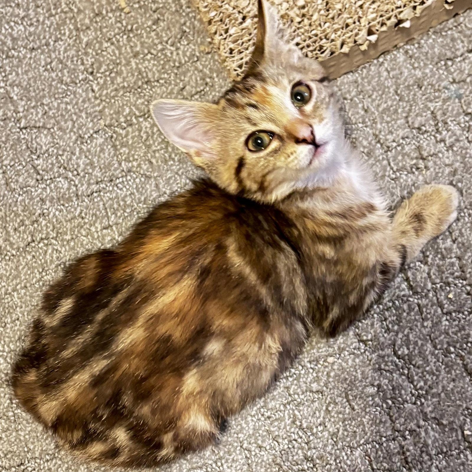 Enlarge Peanut, a Adoptable Domestic Short Hair in Reston, VA image 2/3